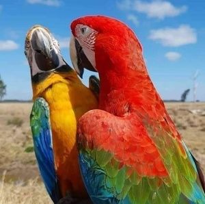 Meet your Posher, Maria acm